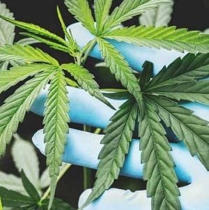 Medicinal cannabis firm Greenfield MC Global turns to crowdfunding for expansion Medicinal cannabis firm Greenfield MC Global turns to crowdfunding for expansion